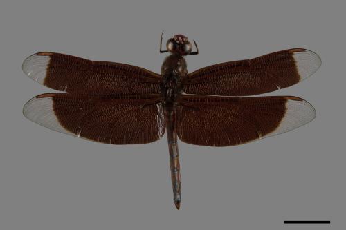 Neurothemis ramburii ramburii[善變蜻蜓][00090543]
