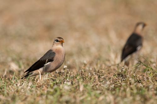 葡萄胸椋鳥 葡萄胸椋鳥
