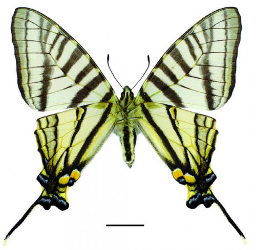 Graphium mullah mullah (Alphéraky, 1897) 黑尾劍鳳蝶 Graphium mullah mullah (Alphéraky, 1897) 黑尾劍鳳蝶