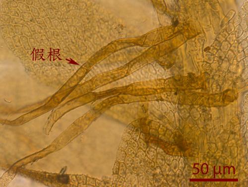 細鱗苔