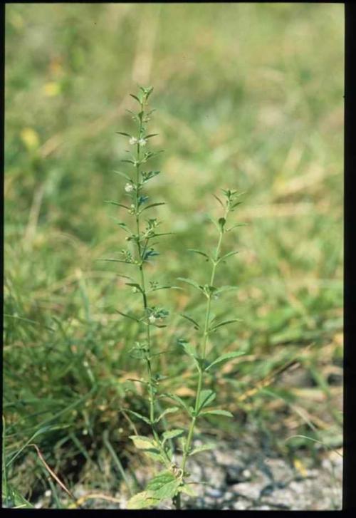 野甘草