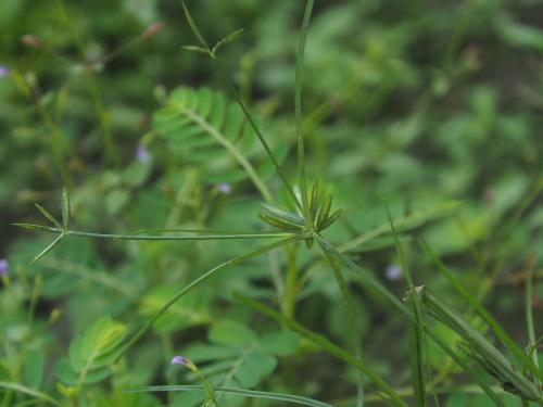 扁穗莎草 (沙田草) 扁穗莎草 (沙田草)