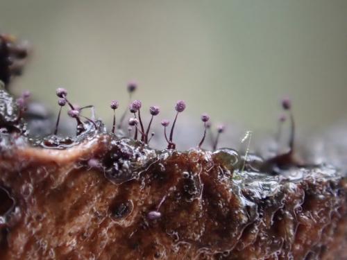 Cribraria violacea(紫篩黏菌)