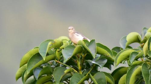灰背椋鳥 灰背椋鳥