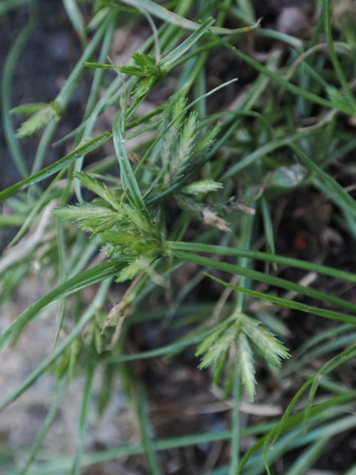 扁穗莎草 (沙田草) 扁穗莎草 (沙田草)