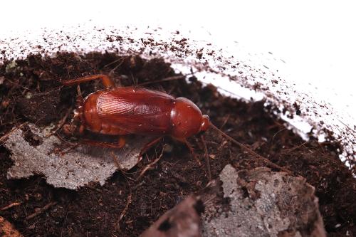 Periplaneta karnyi Periplaneta karnyi