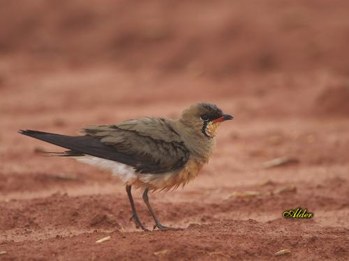 20090724_380162_Pratincole_5603.jpg