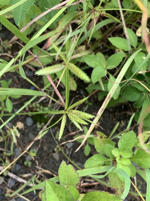 扁穗莎草 (沙田草) 扁穗莎草 (沙田草)