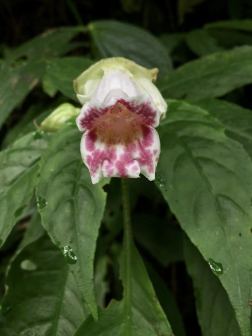 角桐草 角桐草