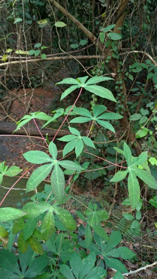 木薯
