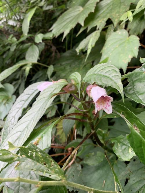 角桐草 角桐草