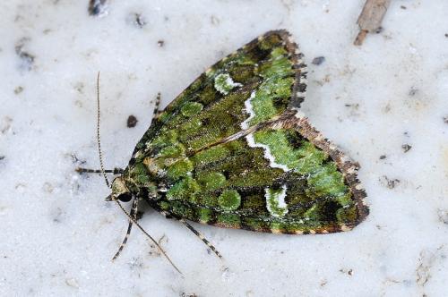 090729 Hohuan Pseudodeltote formosana (Hampson), 1910_800ori