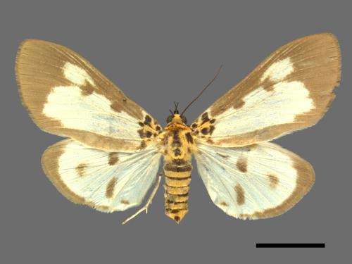 Asota plana lacteata[長斑擬燈蛾][00089278]