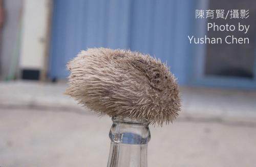脊背壺海膽 脊背壺海膽