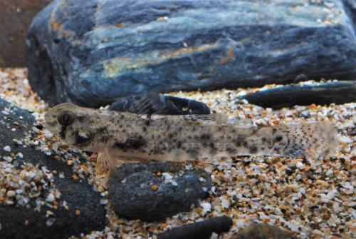 Pseudogobius javanicus_1 Pseudogobius javanicus_1