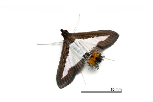 Diaphania indica