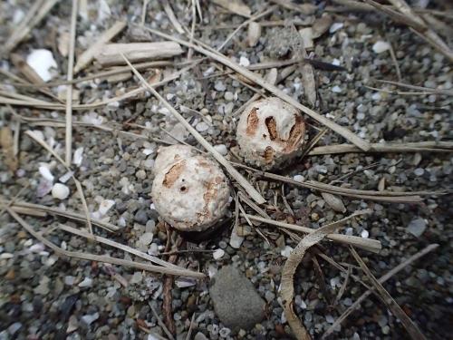 Tulostoma adhaerens(黏柄灰錘菌)