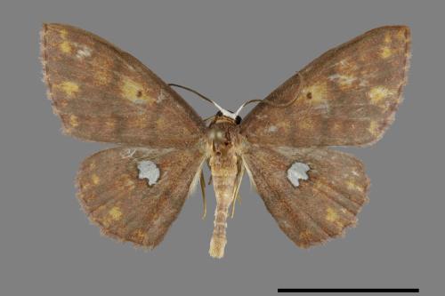 Discoglypha locupletata[銀掌紋白姬尺蛾][00094935]