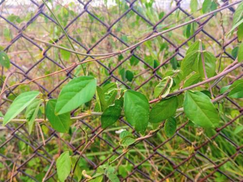 大翼豆 (長序菜豆) 大翼豆 (長序菜豆)