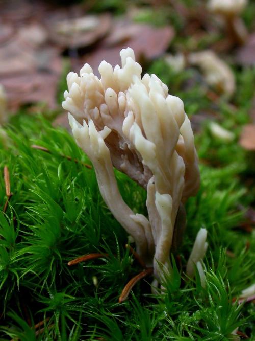 Clavulina cinerea