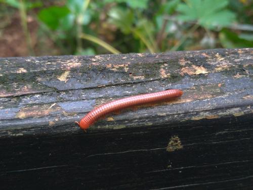 磚紅厚甲馬陸 磚紅厚甲馬陸