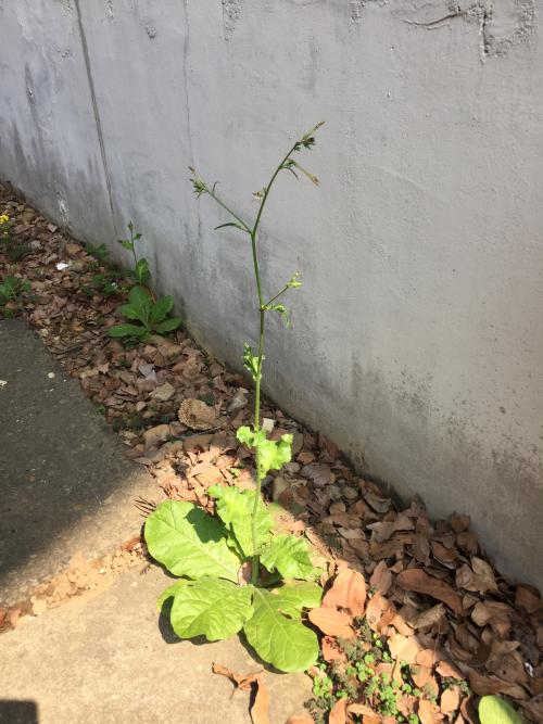 皺葉菸草