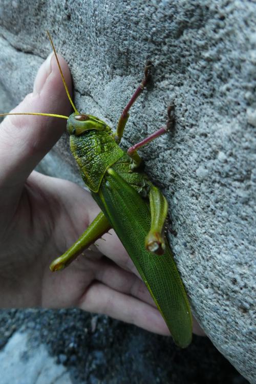 大棉蝗 大棉蝗