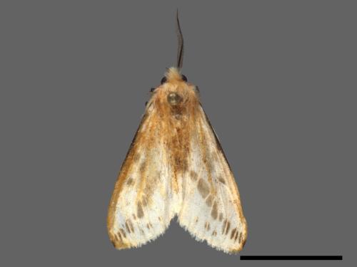 Lemyra rhodophilodes[姬白污燈蛾][00036689]