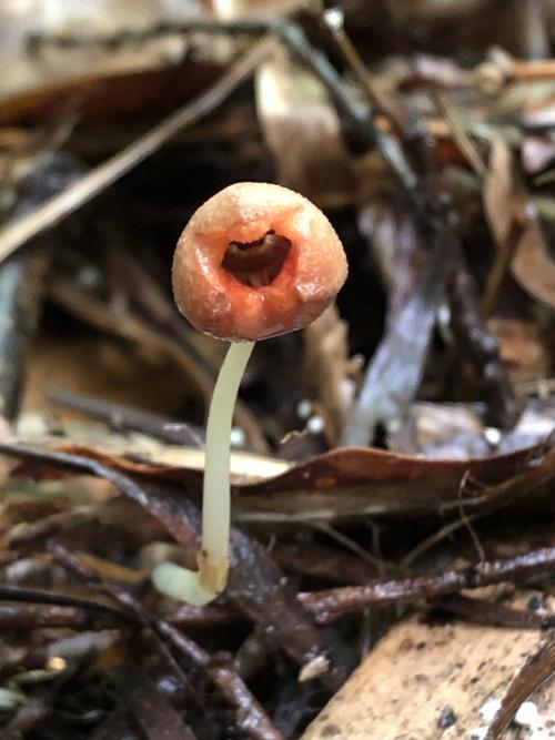 高雄赤箭