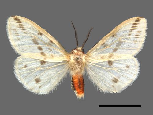 Lemyra rhodophilodes[姬白污燈蛾][00055867]