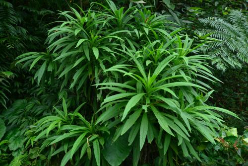 狹葉艾納香 狹葉艾納香