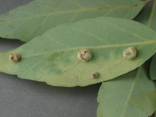 Saphonecrus globosus 所寄生之蟲癭 Saphonecrus globosus 所寄生之蟲癭
