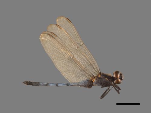 Orthetrum luzonicum[呂宋蜻蜓][00103723]