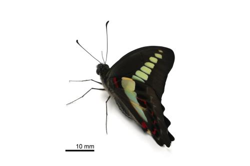 Graphium sarpedon connectens Graphium sarpedon connectens