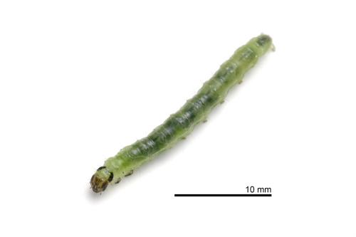 Patania sabinusalis Patania sabinusalis