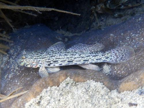 妝飾銜鰕虎魚 妝飾銜鰕虎魚