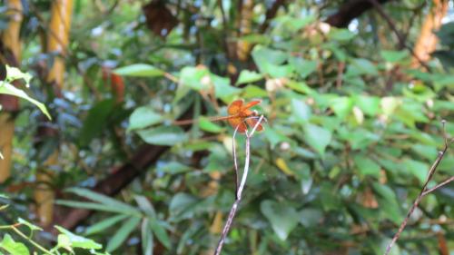 善變蜻蜓