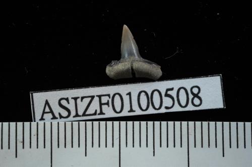 Carcharhinus sp. [ASIZF0100508]