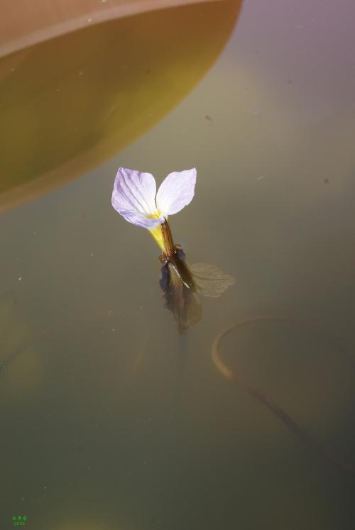 水車前 花