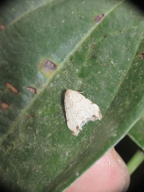 小灰苔蛾