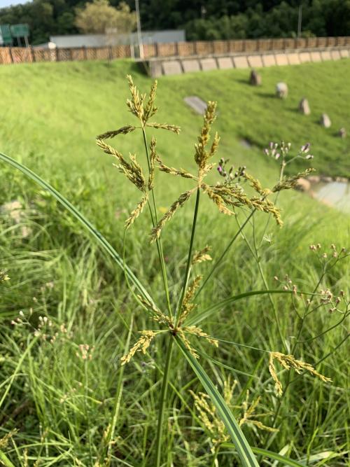 碎米莎草
