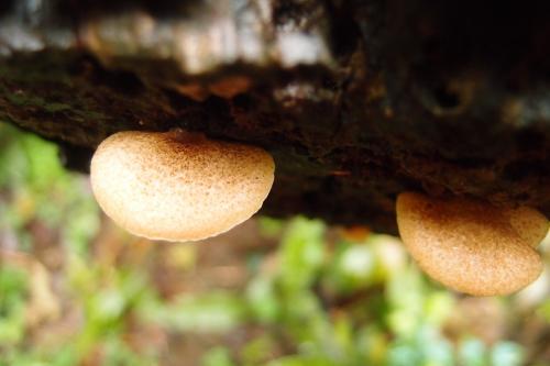 Crepidotus badiofloccosus(褐毛靴耳)