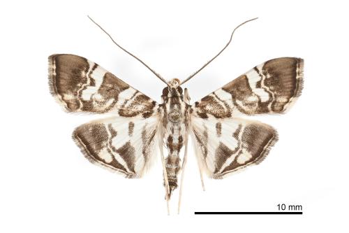 Chabula acamasalis Chabula acamasalis
