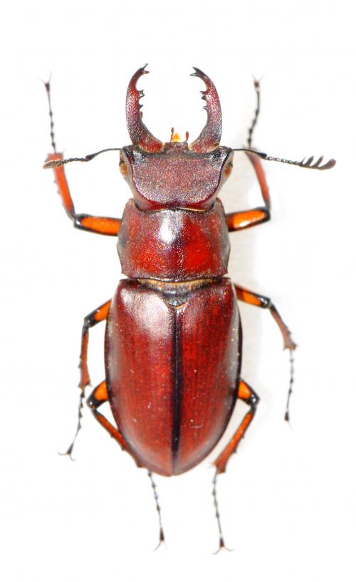 Lucanus datunensis 大屯姬深山鍬形蟲