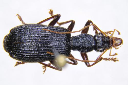 Drypta formosana_male Drypta formosana_male