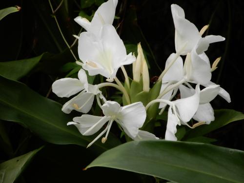 野薑花 野薑花