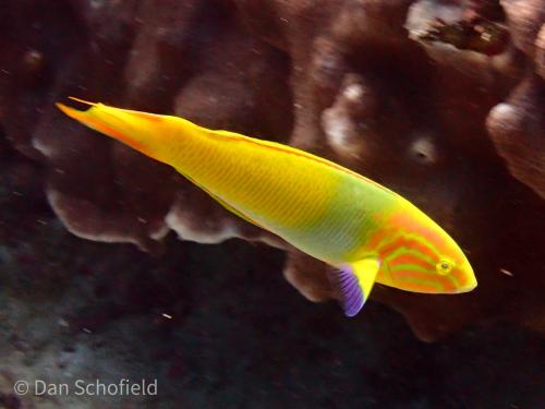 胸斑錦魚