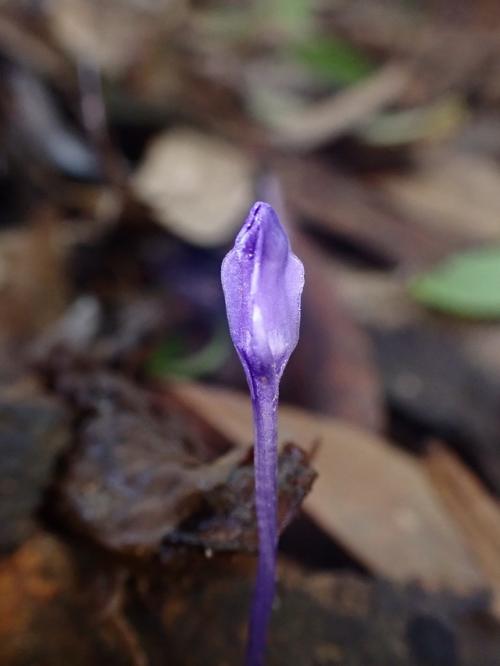 紫水玉簪