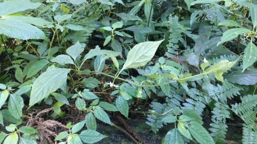 蔓茄