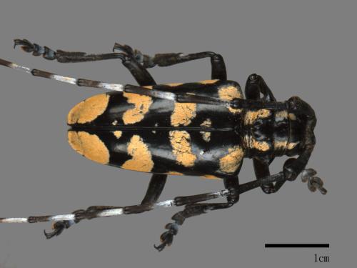 Anoplophora horsfieldi tonkinensis[荷菲氏星天牛][00080355]